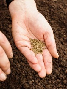 Lire la suite à propos de l’article Planter des graines à l’automne : quand semer des graines en automne