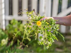 Lire la suite à propos de l’article Comment garder les mauvaises herbes du parterre de fleurs hors de votre pelouse