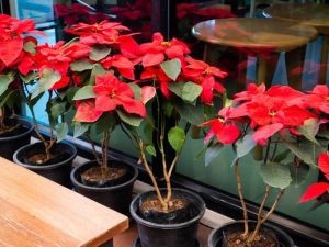 Lire la suite à propos de l’article Comment faire pousser un poinsettia pour les vacances