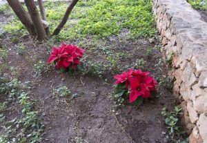 Lire la suite à propos de l’article Les poinsettias peuvent-ils pousser à l'extérieur – Prendre soin des plantes de poinsettia en extérieur