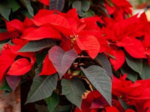 Lire la suite à propos de l’article Poinsettia ayant des feuilles jaunes – Raisons pour lesquelles les feuilles de poinsettia jaunissent