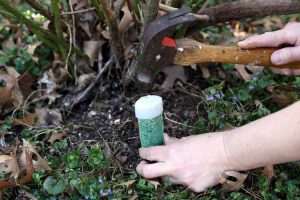 Lire la suite à propos de l’article Utilisation de pointes d'arbres fruitiers : les pointes d'engrais sont-elles bonnes pour les arbres fruitiers