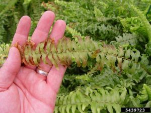 Lire la suite à propos de l’article Pointes brunes sur les fougères de jardin – Quelles sont les causes des pointes brunes sur les feuilles de fougère