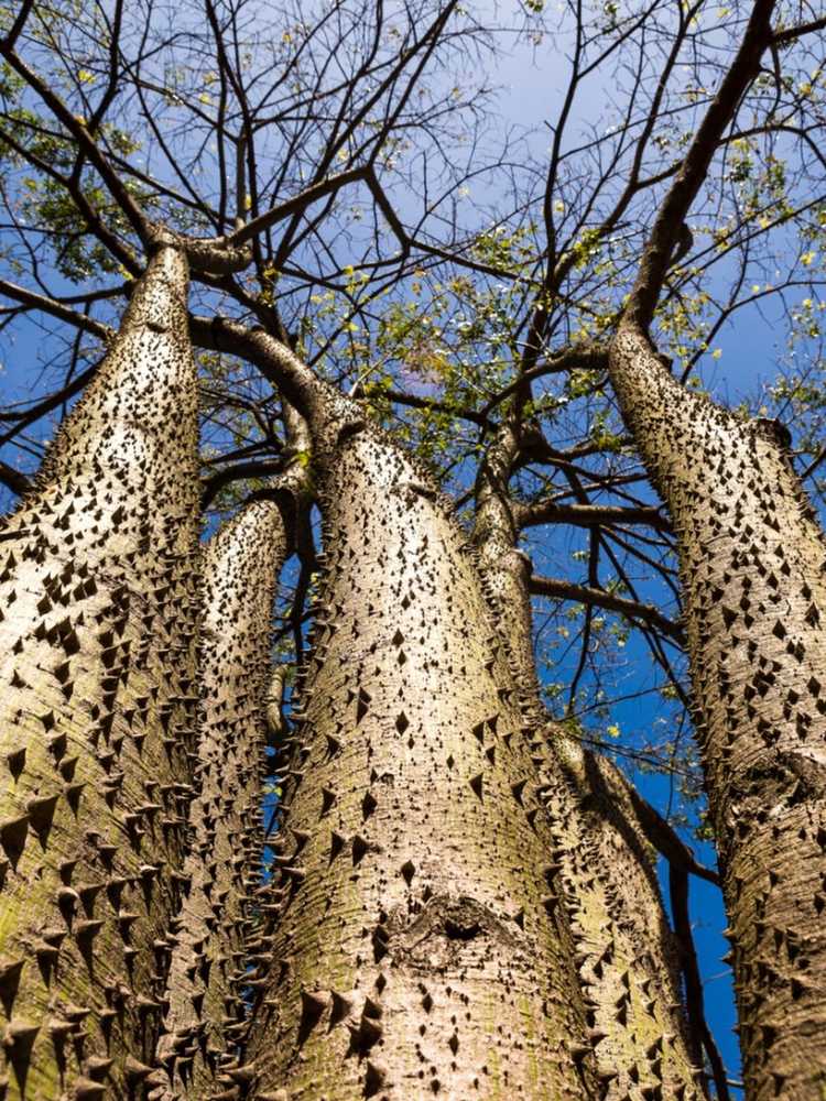 Lire la suite à propos de l’article Qu'est-ce qu'un arbre bac à sable : informations sur les graines explosives de l'arbre bac à sable