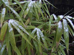 Lire la suite à propos de l’article Bambou aux pointes brunes : raisons pour lesquelles les pointes des plantes de bambou sont brunes