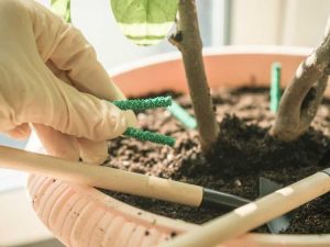 Lire la suite à propos de l’article Comment utiliser des pointes d'engrais sur les plantes en pot à l'extérieur