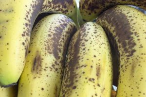 Lire la suite à propos de l’article Maladies courantes de la banane : quelles sont les causes des taches noires sur les bananes