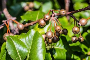 Lire la suite à propos de l’article Qu'est-ce qu'une poire Callery : informations sur la culture des poiriers Callery