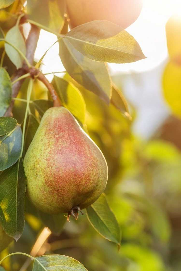 You are currently viewing Entretien des poires européennes – Comment faire pousser des poires européennes à la maison