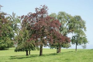 Lire la suite à propos de l’article Phytoplasma du déclin du poirier: traiter la maladie du déclin du poirier dans le jardin