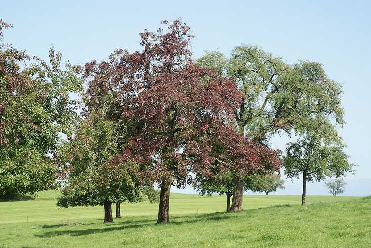 You are currently viewing Phytoplasma du déclin du poirier: traiter la maladie du déclin du poirier dans le jardin