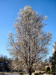 Lire la suite à propos de l’article Floraison des poires Bradford – Cultiver un poirier Bradford dans votre jardin