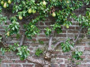 Lire la suite à propos de l’article Entretien du poirier en espalier : comment espalier un poirier