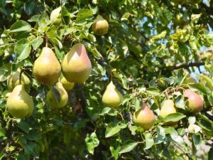 Lire la suite à propos de l’article Qu'est-ce que la production bisannuelle : informations sur la production alternée d'arbres fruitiers