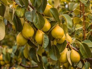 Lire la suite à propos de l’article Entretien du poirier: cultiver et planter des poires dans le jardin potager