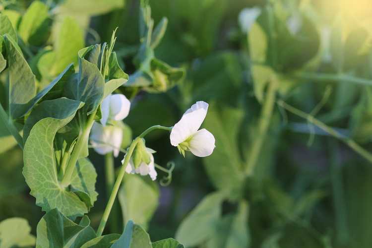 You are currently viewing Que sont les pois Daybreak – Comment faire pousser des pois Daybreak dans les jardins