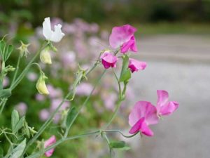 Lire la suite à propos de l’article Entretien des pois de senteur – Comment faire pousser des pois de senteur