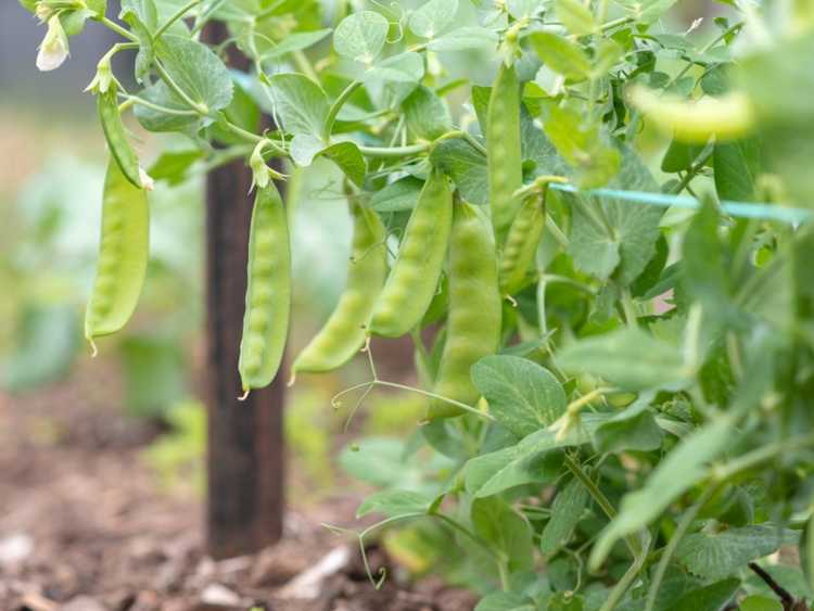 Lire la suite à propos de l’article Différences entre les pois mange-tout et les pois mange-tout. Pois mange-tout