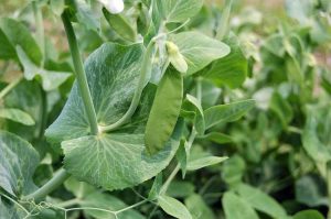 Lire la suite à propos de l’article Comment faire pousser des pois mange-tout – Planter des pois mange-tout dans votre jardin