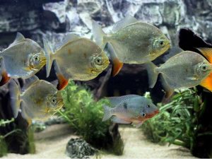 Lire la suite à propos de l’article Poissons qui mangent des plantes – Quelle plante mangeant du poisson devriez-vous éviter