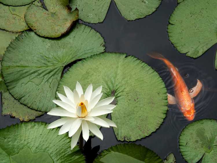 You are currently viewing L'engrais d'étang est-il mauvais pour les poissons : découvrez les engrais sans danger pour les poissons