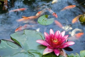 Lire la suite à propos de l’article Poissons et plantes Koi – Choisir des plantes Koi ne vous dérangera pas