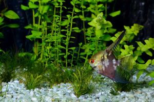 Lire la suite à propos de l’article Nourrir les plantes à poissons – Quelles sont les plantes que les poissons mangent