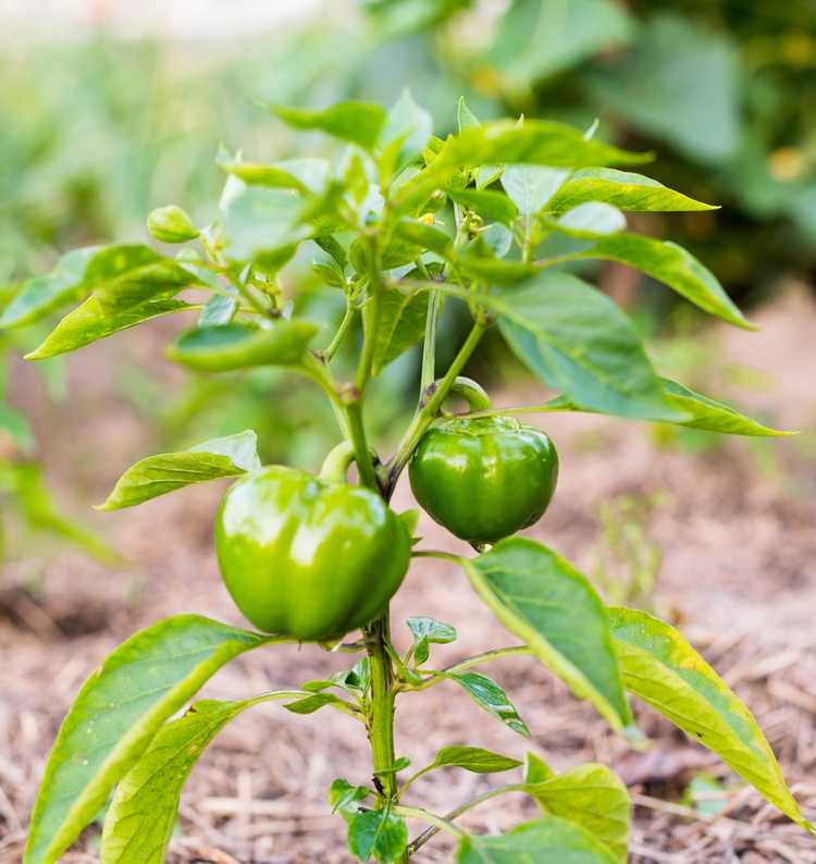 You are currently viewing Pourquoi mes poivrons sont-ils amers – Comment sucrer les poivrons dans le jardin