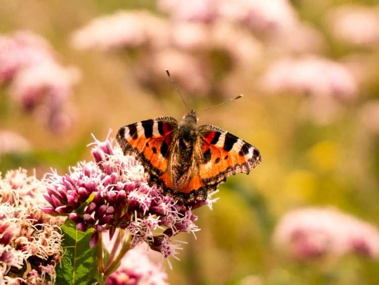 You are currently viewing Papillons et abeilles touchés par le changement climatique