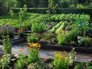 Lire la suite à propos de l’article Compagnon de plantation de légumes et de plantes pollinisatrices