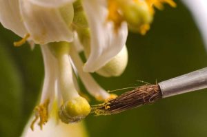 Lire la suite à propos de l’article Tilleuls à pollinisation manuelle : Comment polliniser manuellement un tilleul