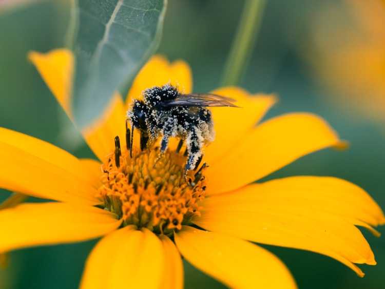 You are currently viewing Différentes adaptations végétales pour la pollinisation