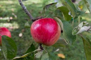 Lire la suite à propos de l’article Que sont les pommes Akane : découvrez les soins et les utilisations des pommes Akane