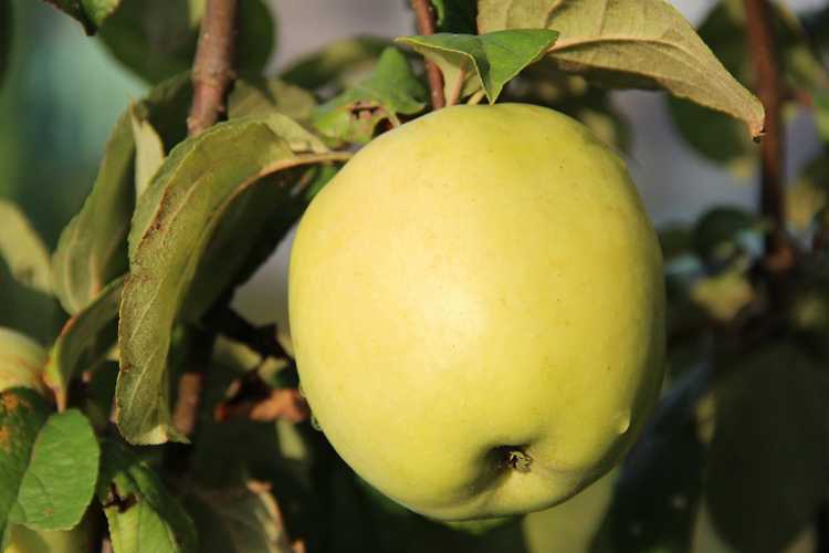 You are currently viewing Faits sur les pommes Antonovka – Apprenez à cultiver des pommes Antonovka