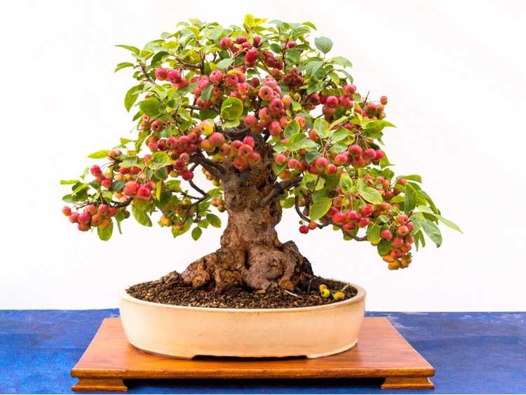 Lire la suite à propos de l’article Comment faire pousser un pommier bonsaï qui produit des fruits
