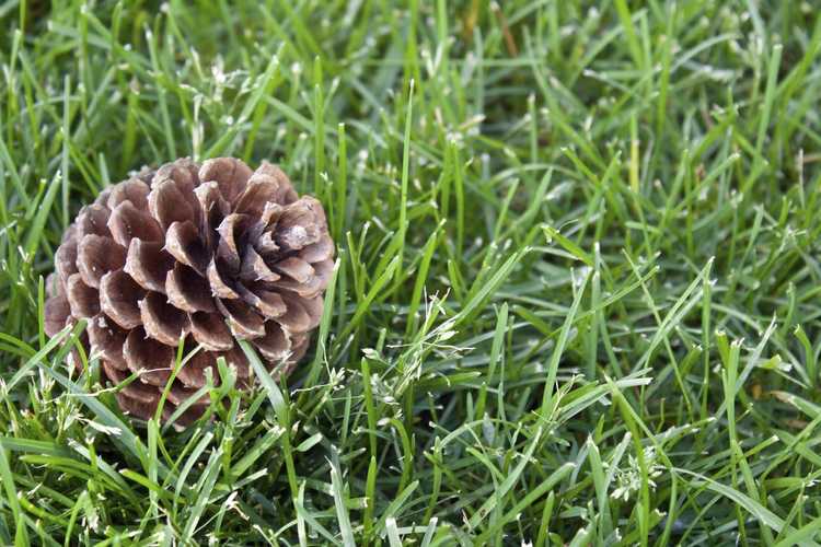 You are currently viewing Puis-je planter une pomme de pin : faire germer des pommes de pin dans les jardins