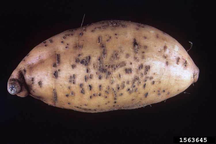 You are currently viewing Lenticelles de pomme de terre gonflées – Qu’est-ce qui fait gonfler les lenticelles de pomme de terre