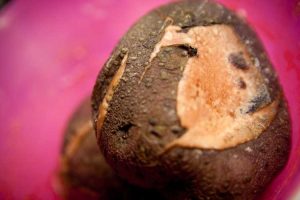 Lire la suite à propos de l’article Pourriture sèche des pommes de terre : quelles sont les causes de la pourriture sèche des pommes de terre