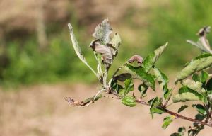 Lire la suite à propos de l’article Oïdium du pommier – Contrôler l'oïdium des pommes