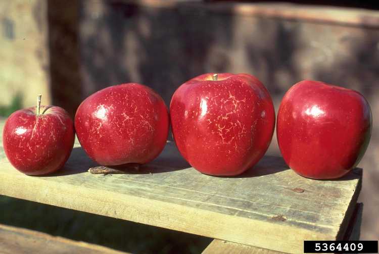 Lire la suite à propos de l’article Contrôle du roussissement des pommes : comment prévenir le roussissement des pommes