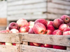 Lire la suite à propos de l’article De savoureuses pommes de fin de saison à cueillir en octobre