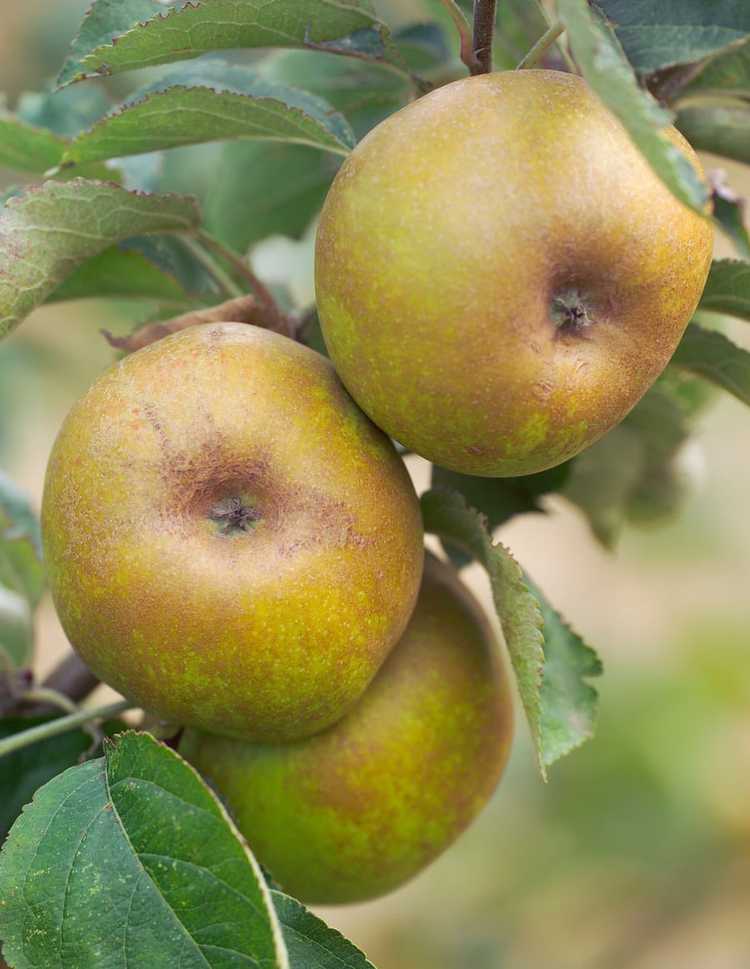 You are currently viewing Cultiver des pommes à noyau d'Ashmead : utilisations des pommes à noyau d'Ashmead