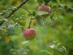 Lire la suite à propos de l’article Liberty Apple Growing – Prendre soin d'un pommier Liberty