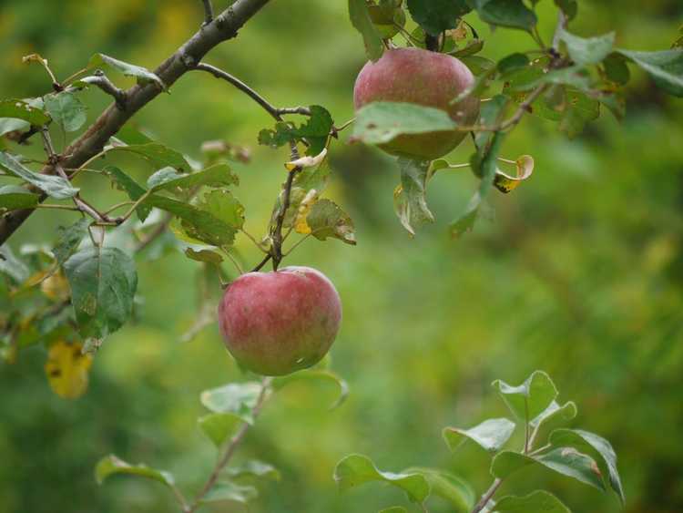 You are currently viewing Liberty Apple Growing – Prendre soin d'un pommier Liberty