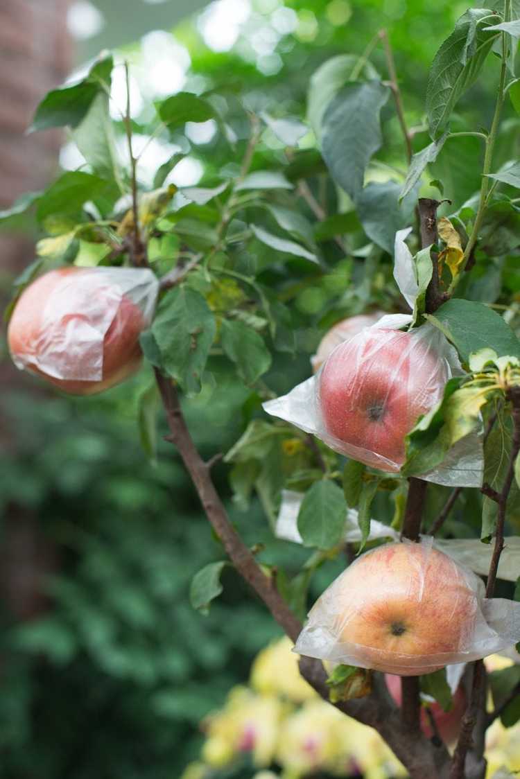 You are currently viewing Ensachage des arbres fruitiers – Pourquoi mettre des sacs sur les fruits pendant leur croissance