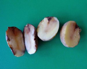 Lire la suite à propos de l’article Pourriture molle de la pomme de terre : conseils pour gérer la pourriture molle bactérienne des pommes de terre