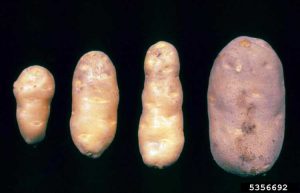 Lire la suite à propos de l’article Tubercules en fuseau des cultures de pommes de terre : traitement des pommes de terre avec le viroïde du tubercule en fuseau