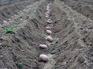 Lire la suite à propos de l’article Tranchées et collines de pommes de terre – Plantation de pommes de terre en tranchées et en collines