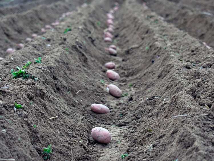 You are currently viewing Tranchées et collines de pommes de terre – Plantation de pommes de terre en tranchées et en collines