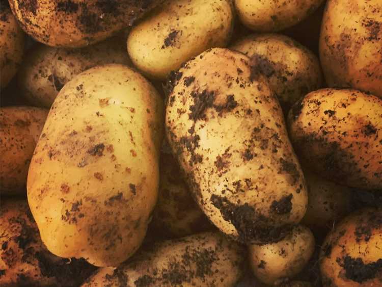 Lire la suite à propos de l’article Informations sur la culture de pommes de terre nouvelles dans votre jardin
